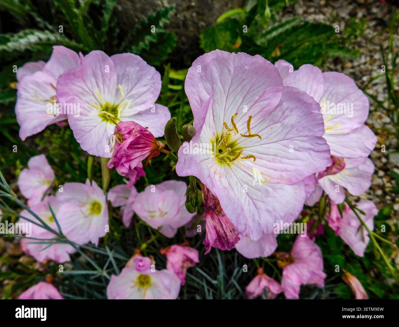 Natürliches Nahaufnahme blühendes Pflanzenporträt der zart entzückenden Oenothera Speciosa „Siskiyou“, Blumen. Seelenvoll, faszinierend, absorbierend, abstrakt Stockfoto
