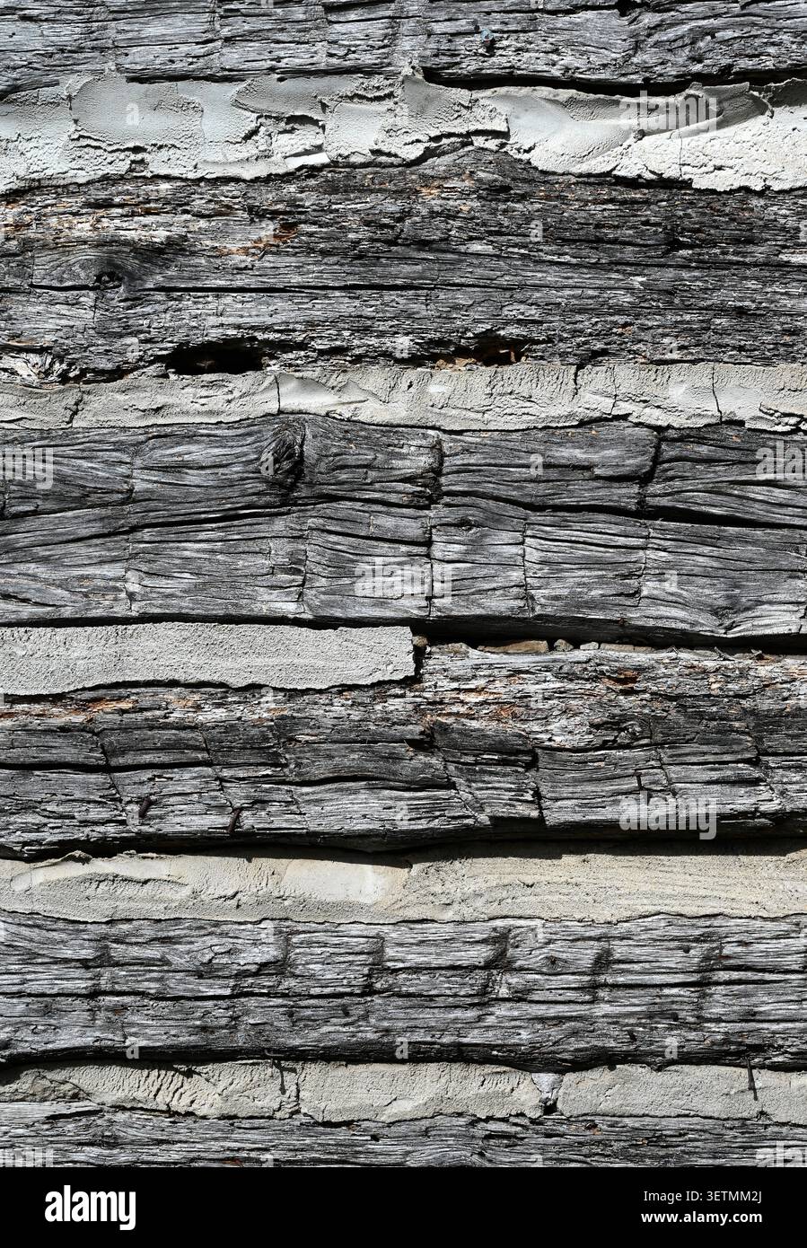 Vertikale Nahaufnahme verwitterter flacher Baumstämme mit natürlicher Patina, gerissenem, unebenem Holz, Schnittspuren, porösem Zinken Stockfoto