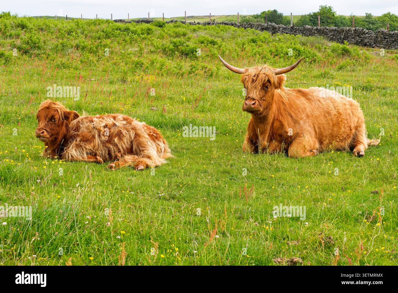 Eine Hochlandkuh und ihr Kalb liegen in der Sommersonne auf einer Derbyshire-Wiese. Stockfoto