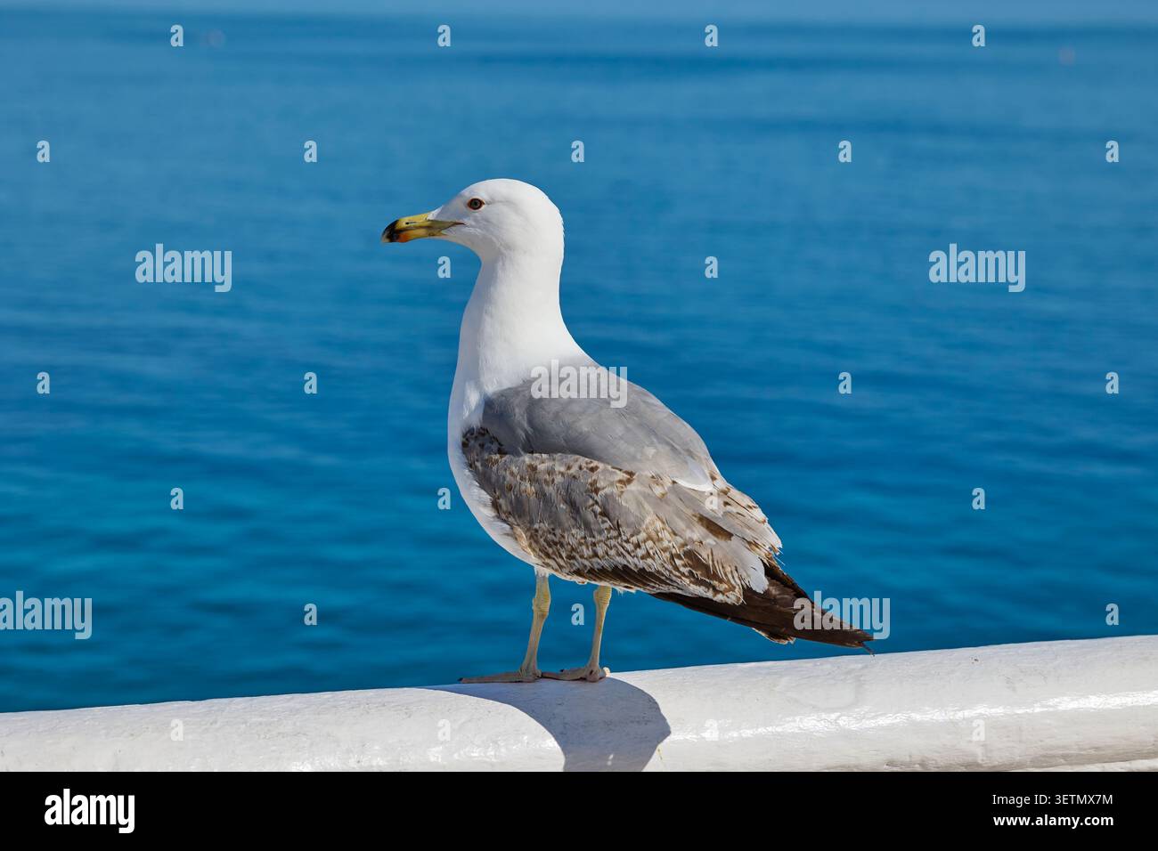 Möwen stehen auf Geländer mit blauem Hintergrund. Stockfoto