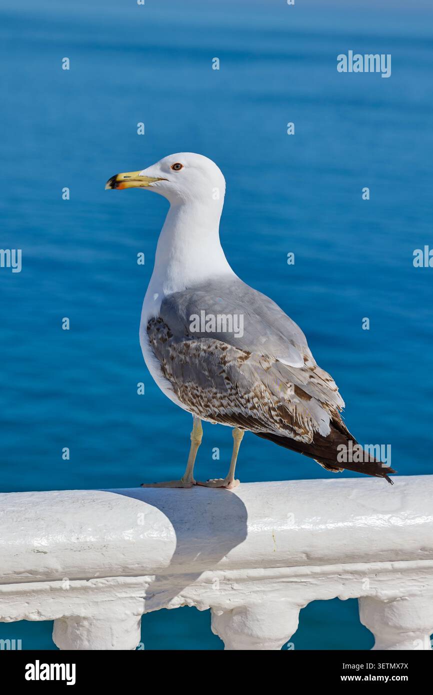 Möwen stehen auf Geländer mit blauem Hintergrund. Stockfoto