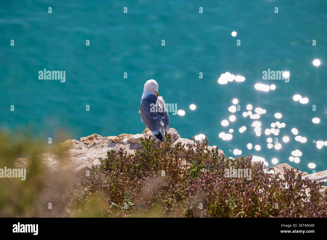 Möwe, die auf einer Klippe über sprudelndem Meerwasser sitzt. Stockfoto