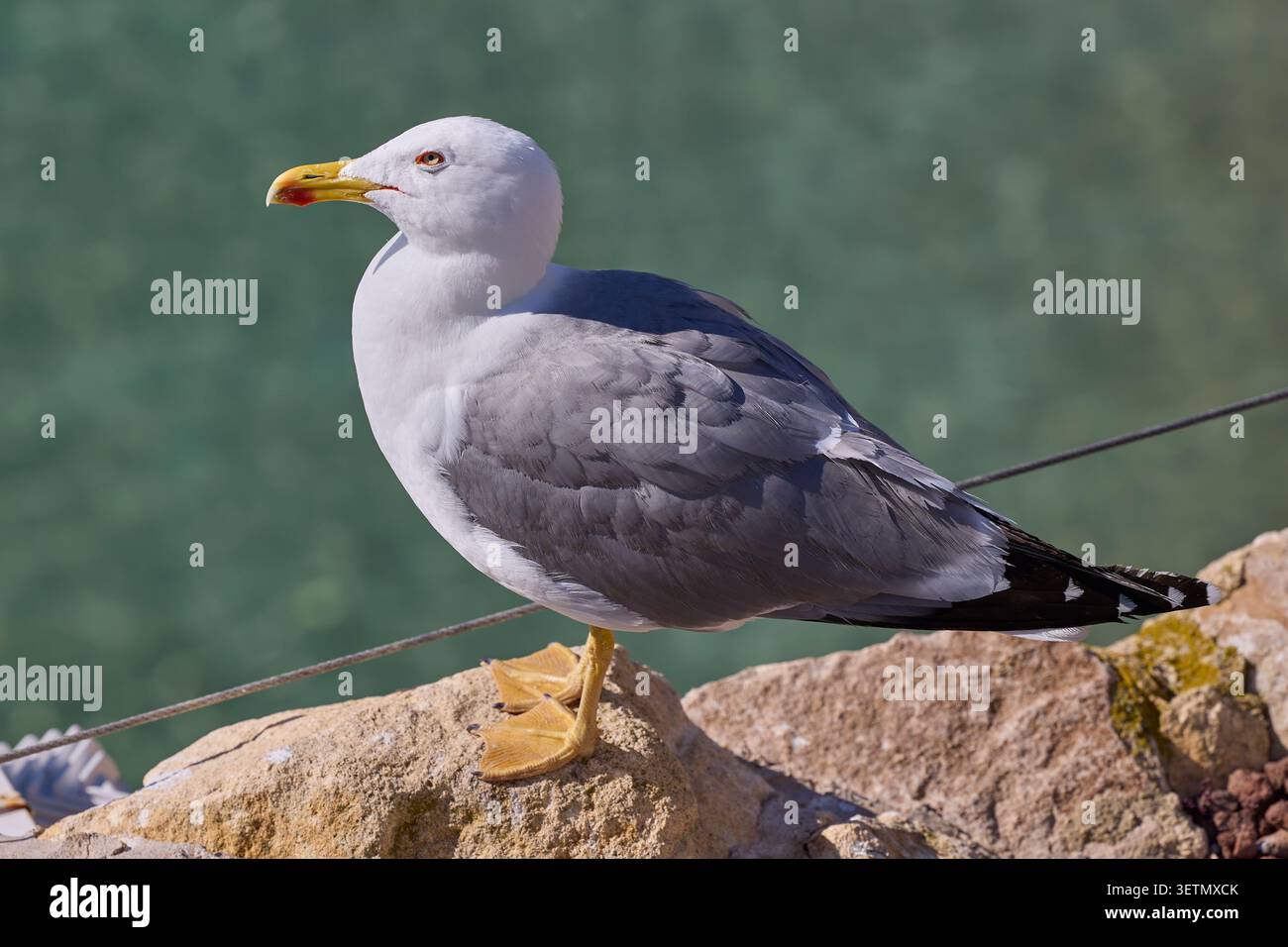 Nahaufnahme der Möwe, die auf Felsen am Meer steht. Stockfoto