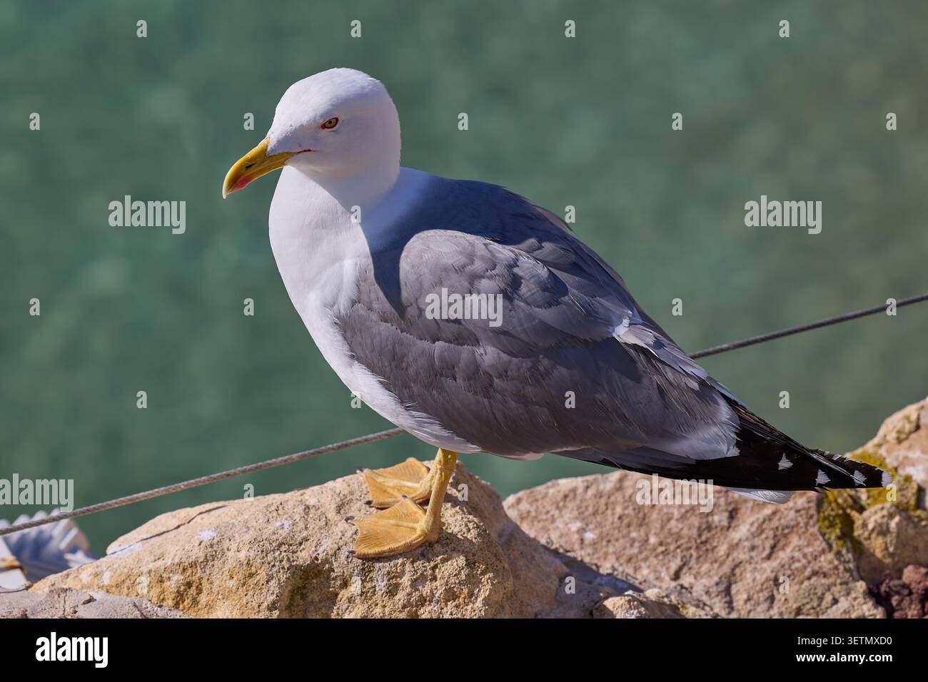 Nahaufnahme der Möwe, die auf Felsen am Meer steht. Stockfoto