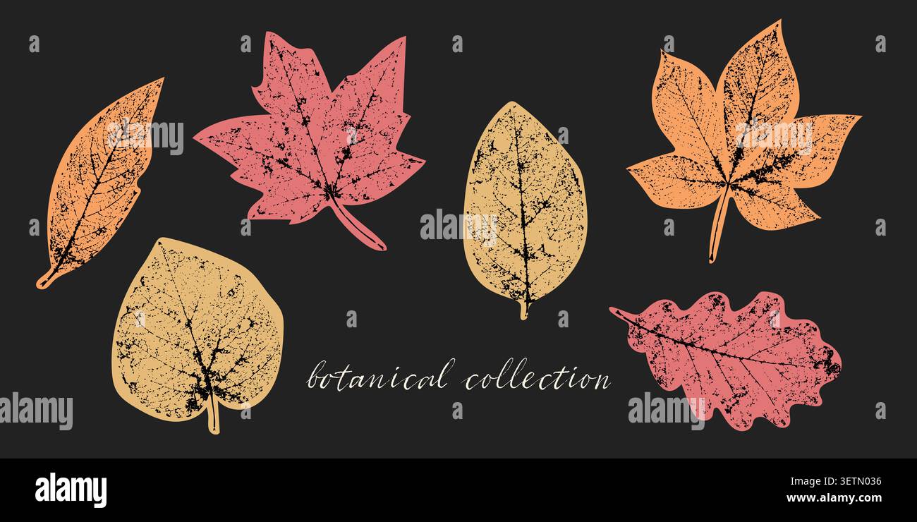 Botanische Vintage-Herbstblattkollektion mit Ahornholz-Kastanienaspen und Waldlaub in einem handgezeichneten Stil für Branding-Verpackungen Stock Vektor