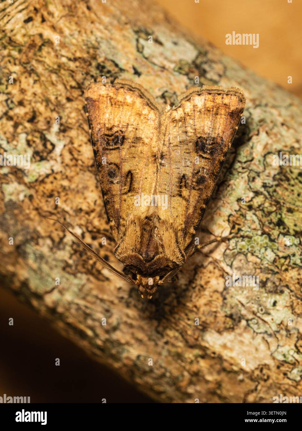 Adulte Rübchenmotte, Agrotis segetum, eine häufige Art von Schneidewurm und landwirtschaftlichen Schädlingen, die im Frühsommer fliegen Stockfoto