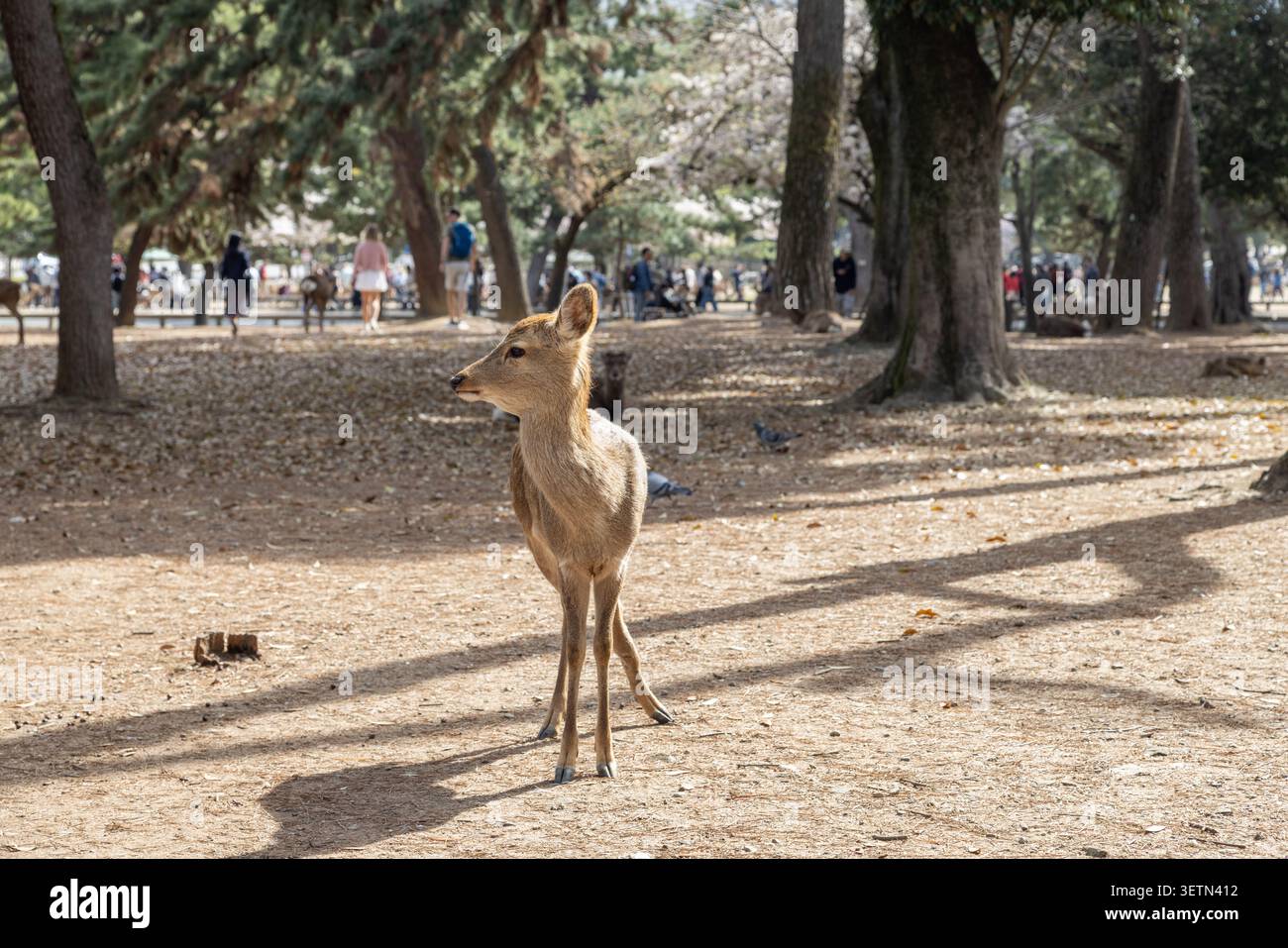 Sika-Hirsch steht im gesprenkelten Wald im Nara-Park, mit Besuchern hinter den Bäumen, Nara, Japan. Stockfoto