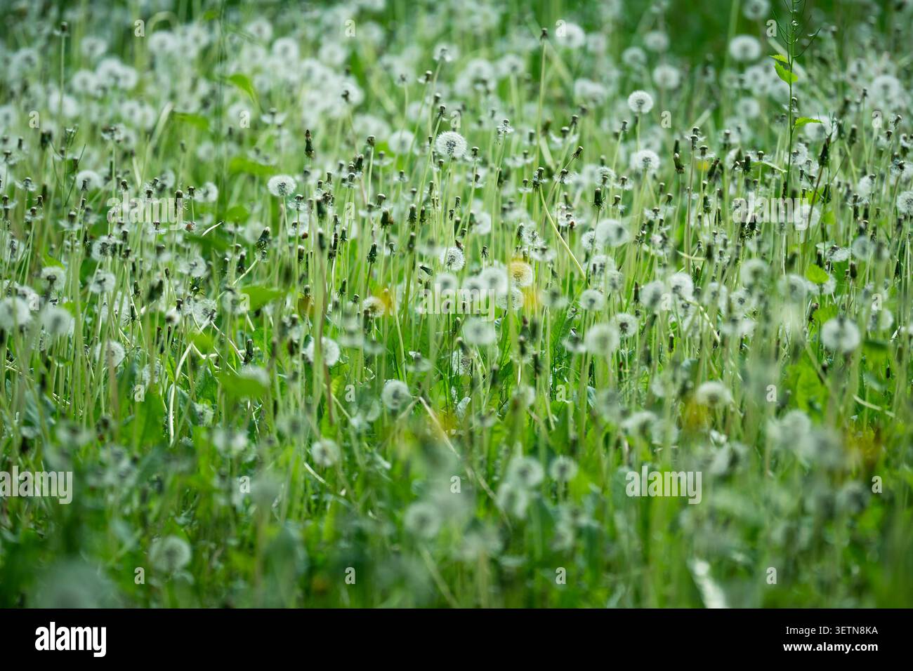 Grünes Grasfeld, das von wilden Löwenzahn (Taraxacum officinale) im Reifen Fruchtstadium bewohnt wird. Stockfoto