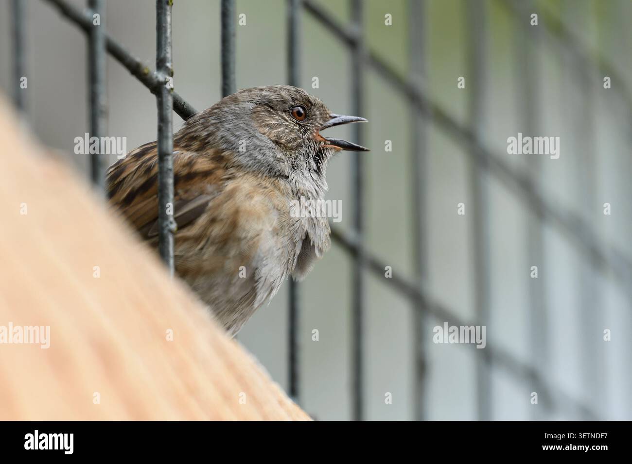 Dunnock (Prunella modularis) männlicher Vogel, der im Frühjahr singt, fotografiert am Maschendrahtzaun im Stadtpark Edinburgh, Midlothian, Schottland, Stockfoto