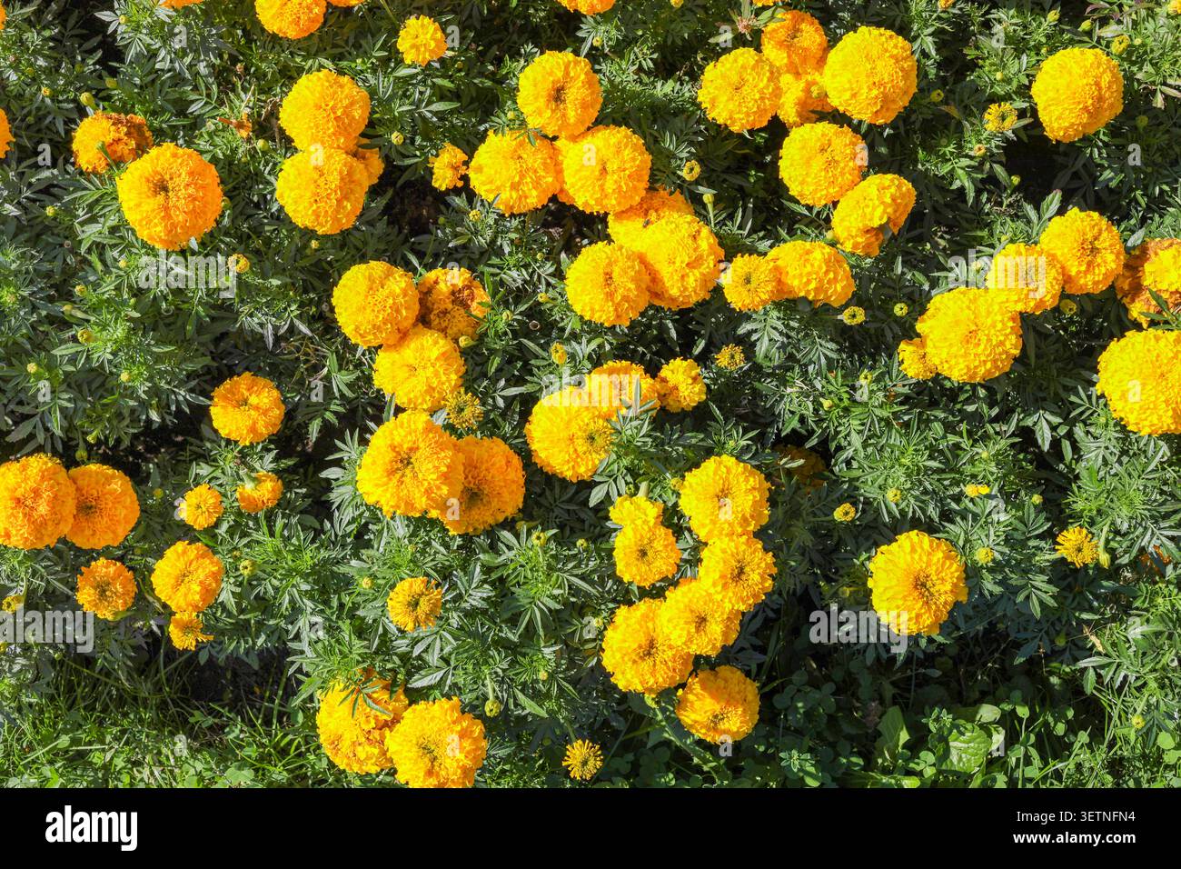 Helle gelbe Ringelblumen blühen in einem üppigen Garten Stockfoto