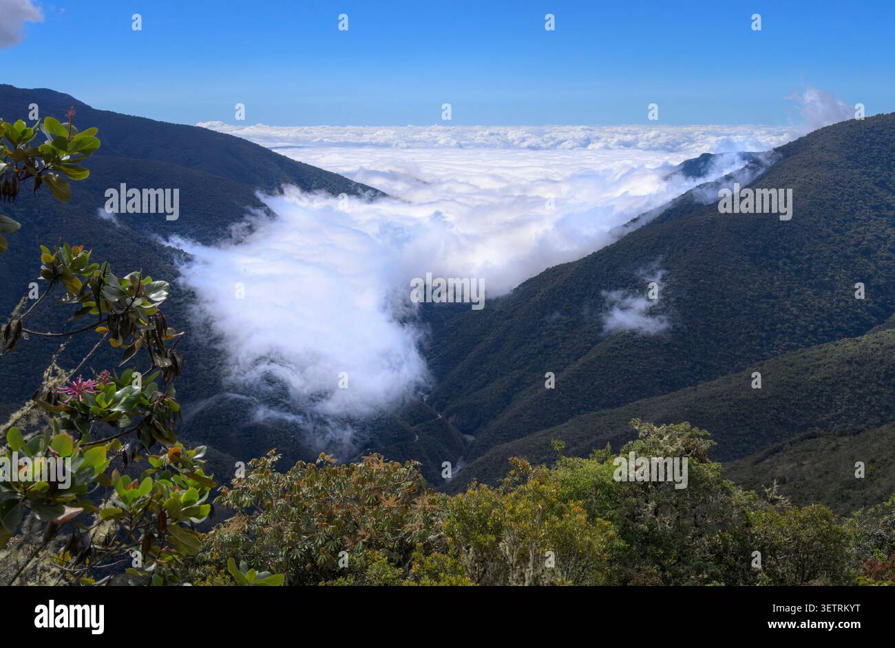 Peruanischer Wolkenwald auf den Andenhängen, bedeckt von einer Decke aus Wolken und Nebel in den Schluchten aus einer höheren Höhe, Peru. Stockfoto