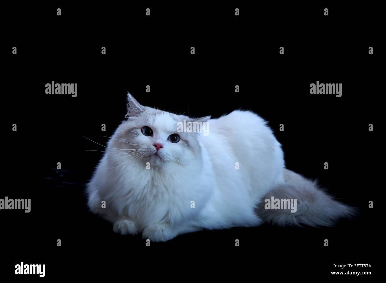 Eine atemberaubende langhaarige Ragdoll-Katze mit einem weichen, cremefarbenen Fell und leuchtend blauen Augen liegt anmutig vor einem eleganten schwarzen Hintergrund. Sein Plüschtier, Stockfoto