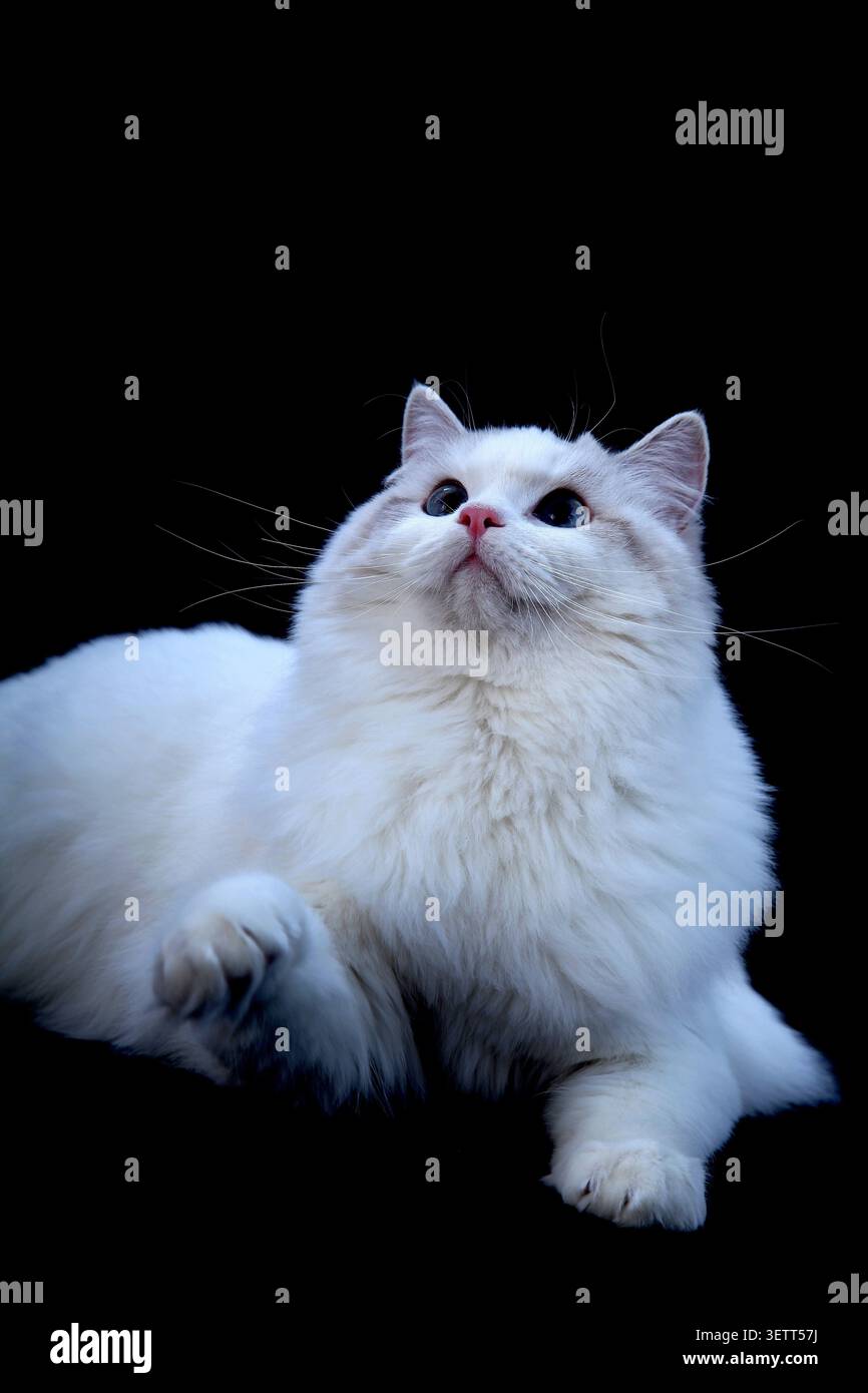 Eine bezaubernde, langhaarige Ragdoll-Katze mit einem weichen, wolkenartigen weißen Fell und einer zarten rosa Nase liegt bequem vor einem eleganten schwarzen Hintergrund. I Stockfoto
