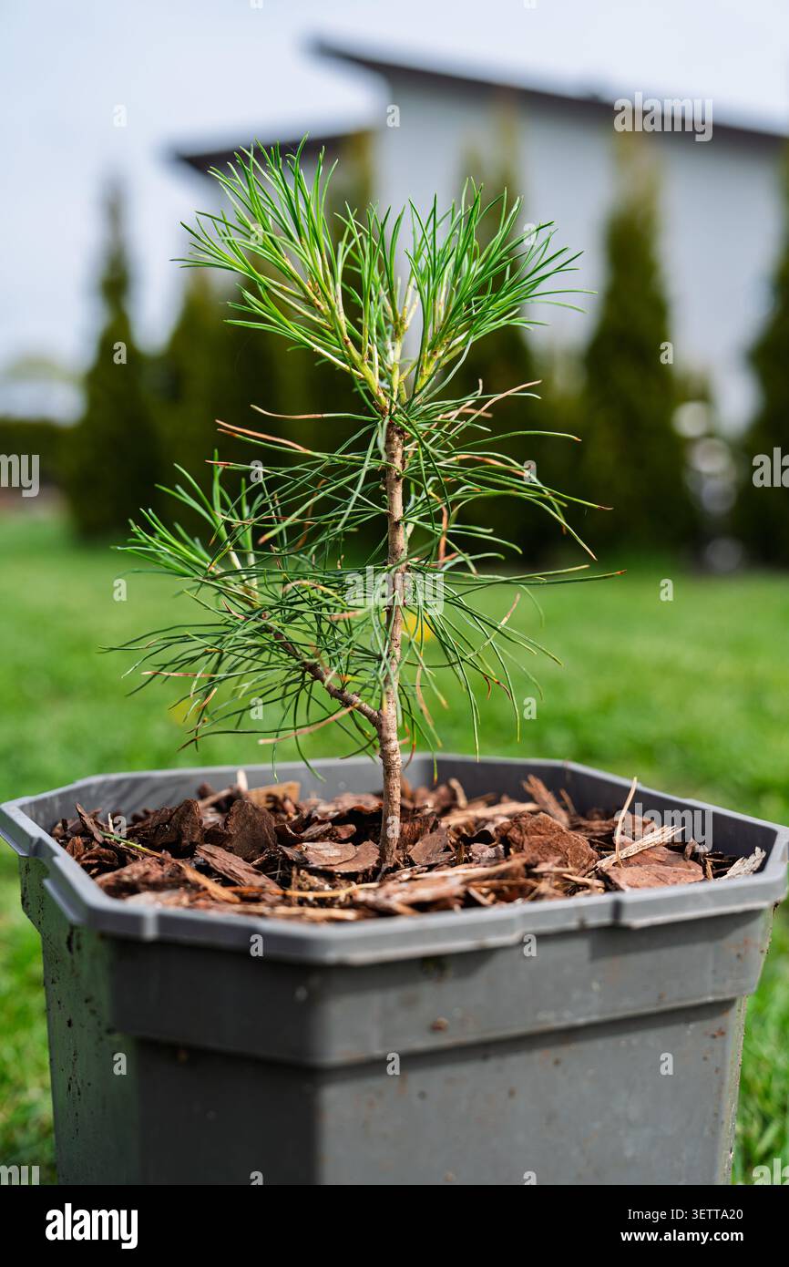 Junger Zedernbaumkeimling in einem Plastiktopf zum Anpflanzen im Garten im Frühjahr Stockfoto