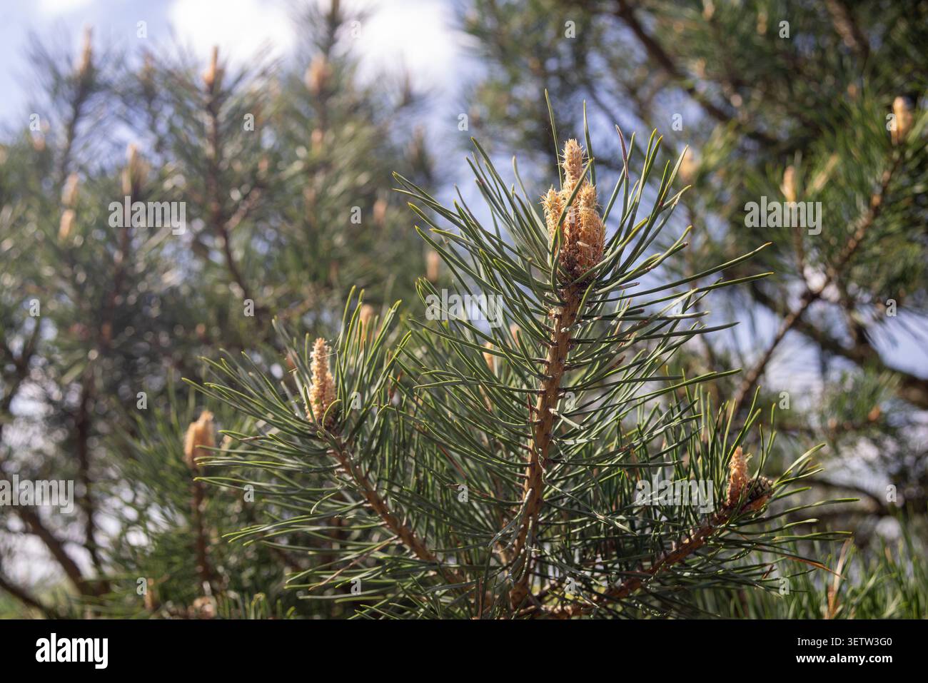 Nahaufnahme von frischen grünen Tannenzweigen mit jungen Frühlingsprossen und Knospen, die im Wald blühen. Stockfoto