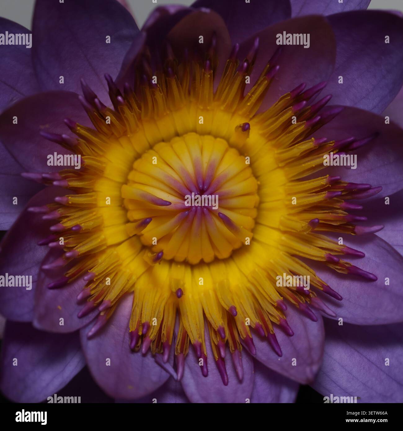 Eine atemberaubende Makroaufnahme, die die komplexen, leuchtenden violetten Blüten und das goldene Zentrum einer blühenden Seerose erfasst und die zarte Schönheit der Natur zeigt. Stockfoto