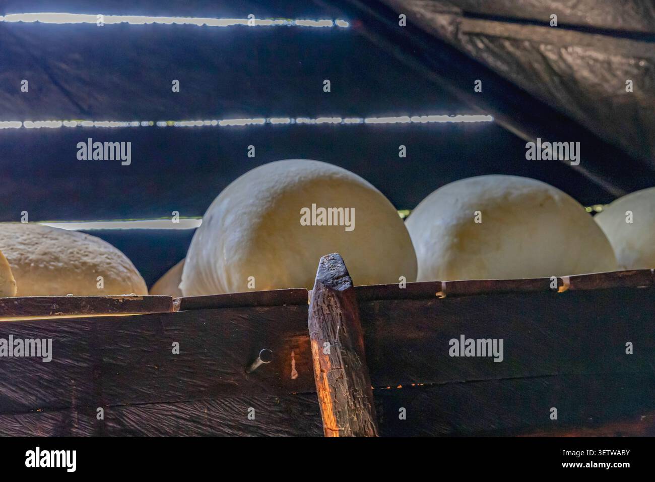 Handwerklich hergestellte Käseräder, die auf Holzregalen im traditionellen Käsekeller Reifen Stockfoto