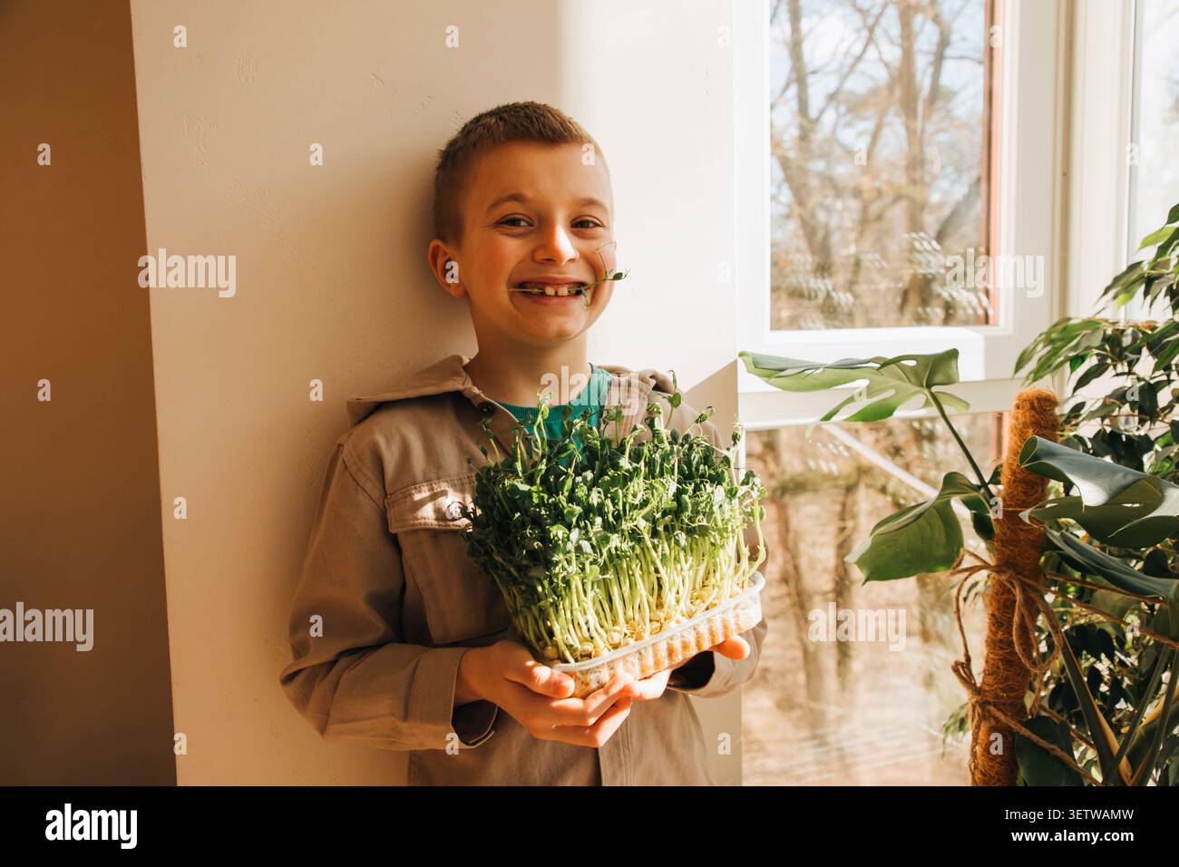 Grüne mikrogrüne Erbsen in Kinderhänden, die zu Hause angebaut werden. Gesunde Ernährung Stockfoto