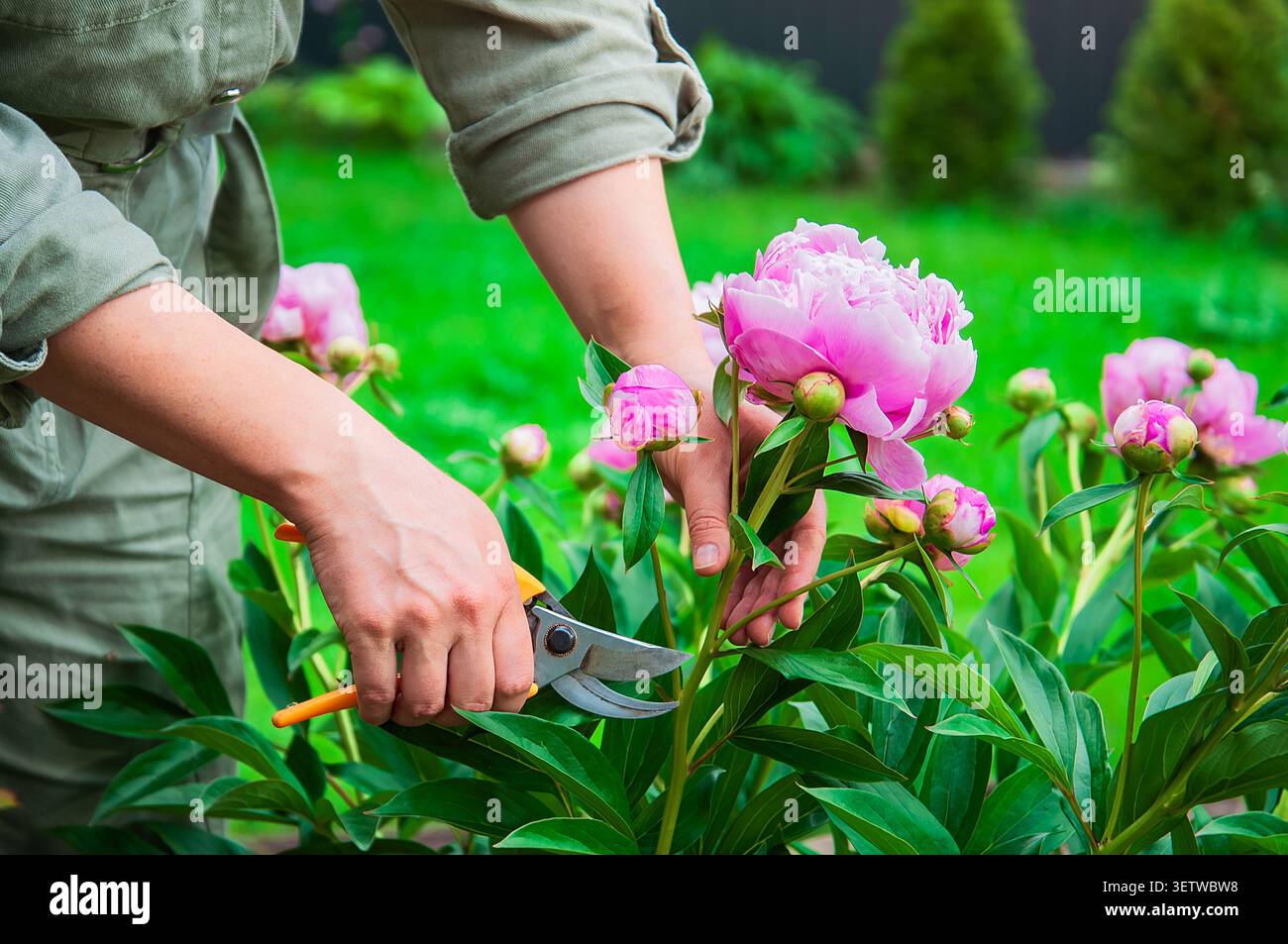Ein Gärtner mit Gartenschere, um schöne Pfingstrosen zu trimmen, die Gartenästhetik und Gesundheit zu verbessern Stockfoto