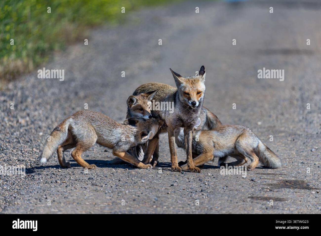 Die Rotfuchse (Vulpes vulpes) versorgt ihre Jungen mit Milch, zwei davon pflegen aktiv und eine wartet in der Nähe, um die Mutter zu versorgen und zu pflegen Stockfoto