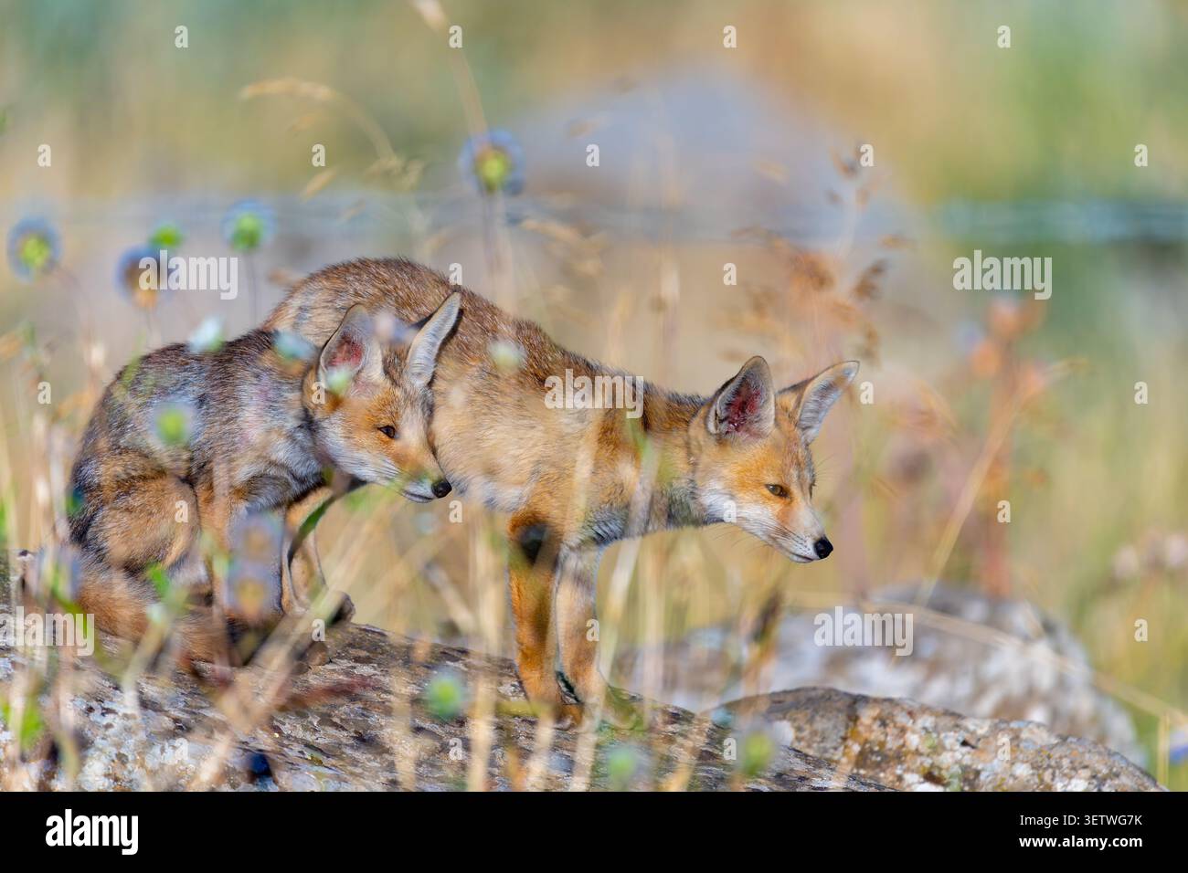 Rotfüchse (Vulpes vulpes) zwei junge Fuchsjungen. Oder Kits. Zusammen auf einem gefallenen Baumstamm auf einem Feld aus trockenem Gras und Wildblumen stehen. Sieht intellektuell aus Stockfoto