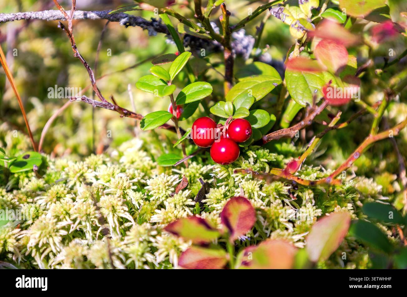 Rote Cowbeeren, Preiselbeeren oder Papridgebeeren wachsen im Wald. Hauptvitaminquelle im Winter. Stockfoto