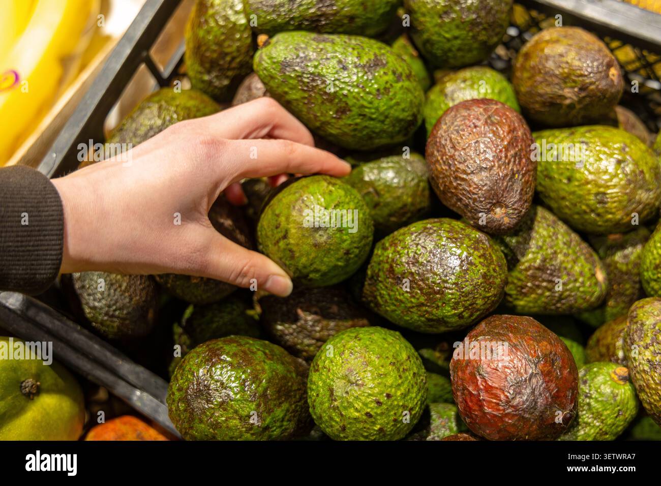 Handauswahl reifer Avocados im Supermarkt. Die Hand reicht in eine Lebensmittelkiste mit Reifen grünen Avocados mit strukturierten Häuten unter hellem Markt Stockfoto