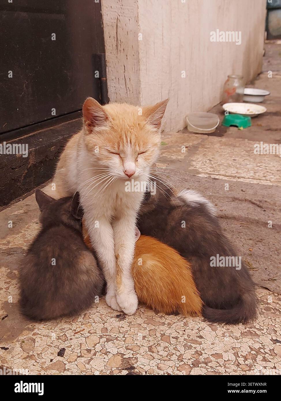 Kätzchen saugen Milch von ihrer Mutterkatze. Cat-Familie. Katze mit Kätzchen. Hochwertige Fotos Stockfoto