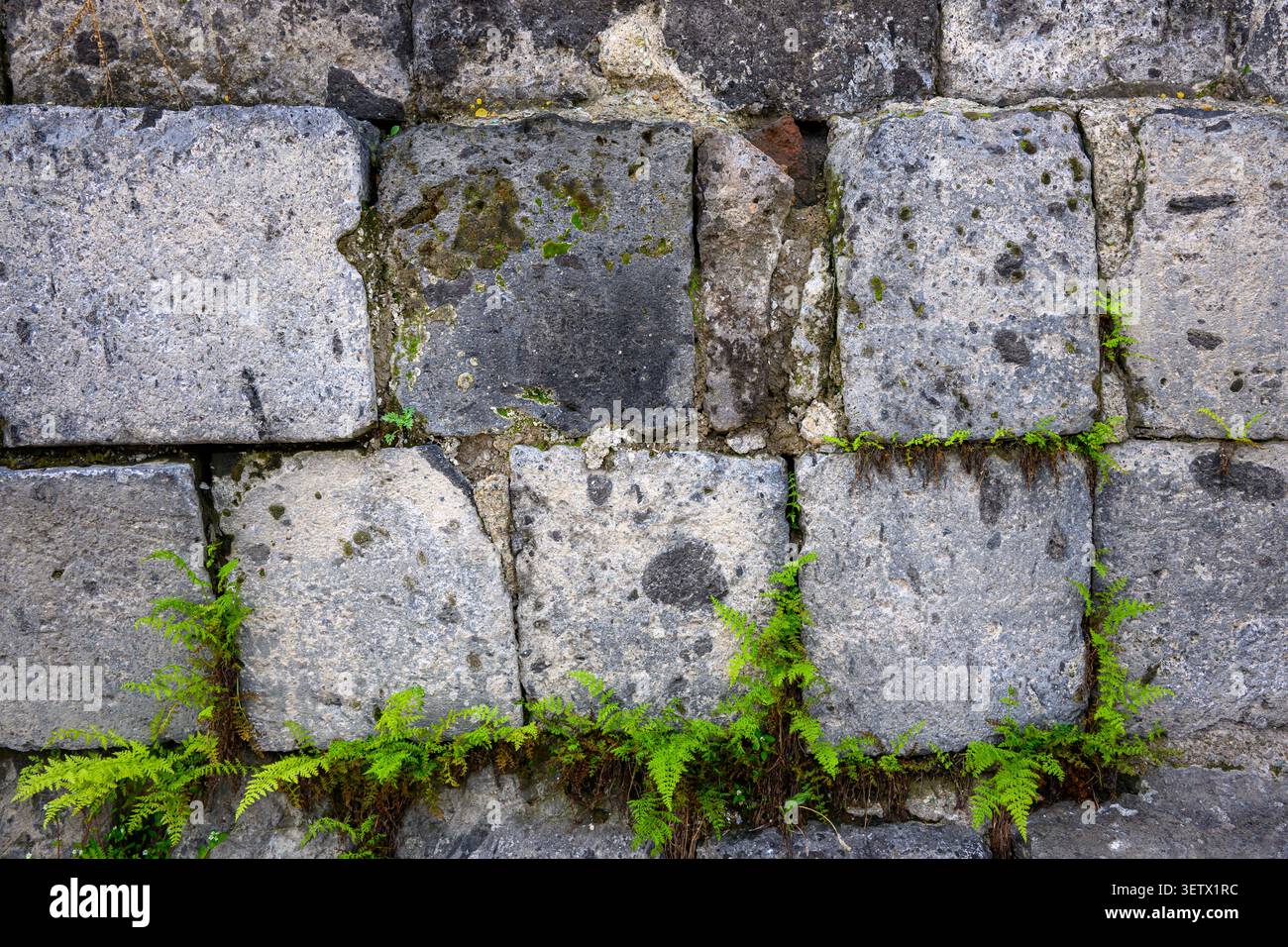 Alte Steinmauer mit Moos und grünen Farnen, die zwischen verwitterten Blöcken wachsen. Moos und Farne verleihen zerrissenem, gereiftem Mauerwerk Textur Stockfoto