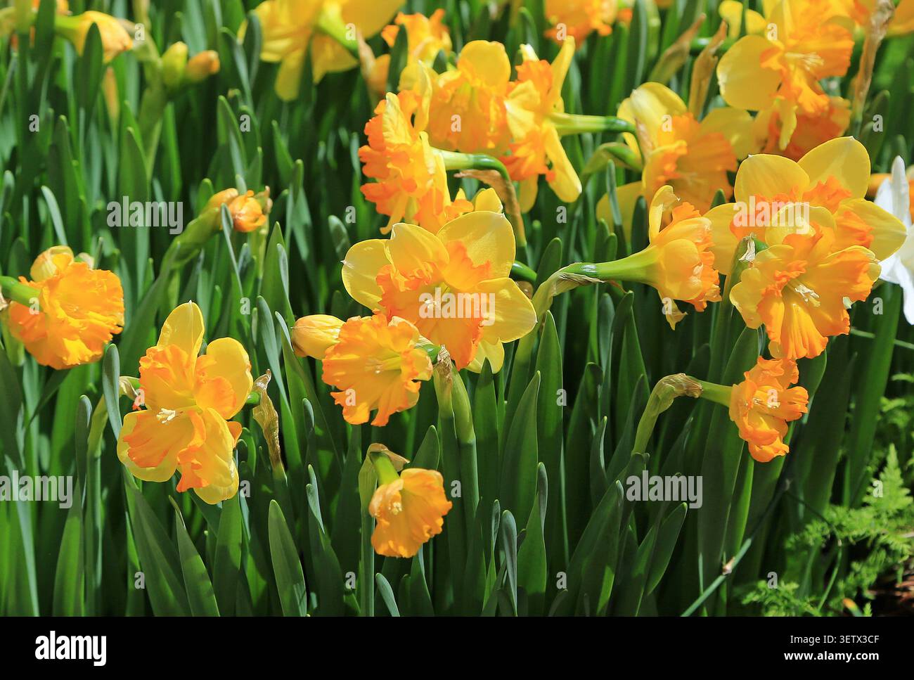 Narzissen-Frühlingsblumen Stockfoto