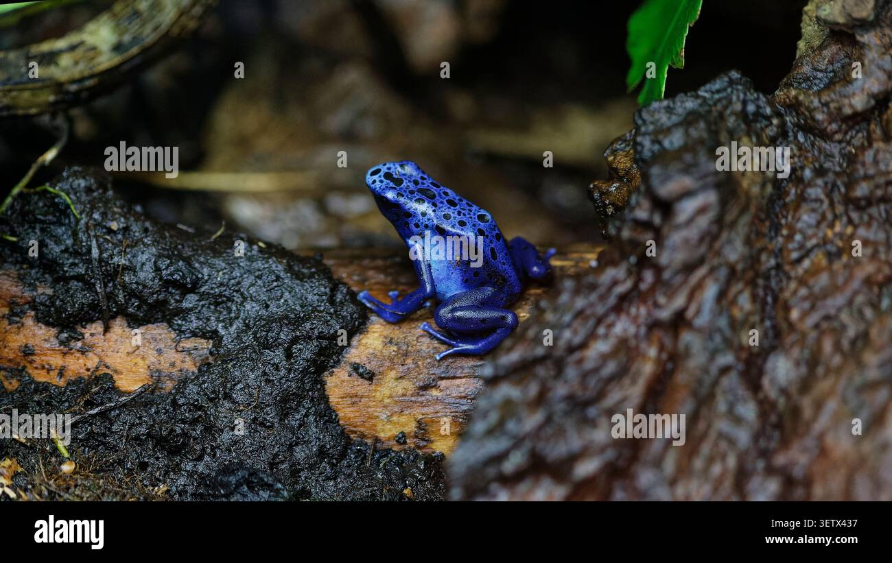 Blauer Giftpfeilfrosch, der auf nassem Holz in seinem Lebensraum im Regenwald steht Stockfoto
