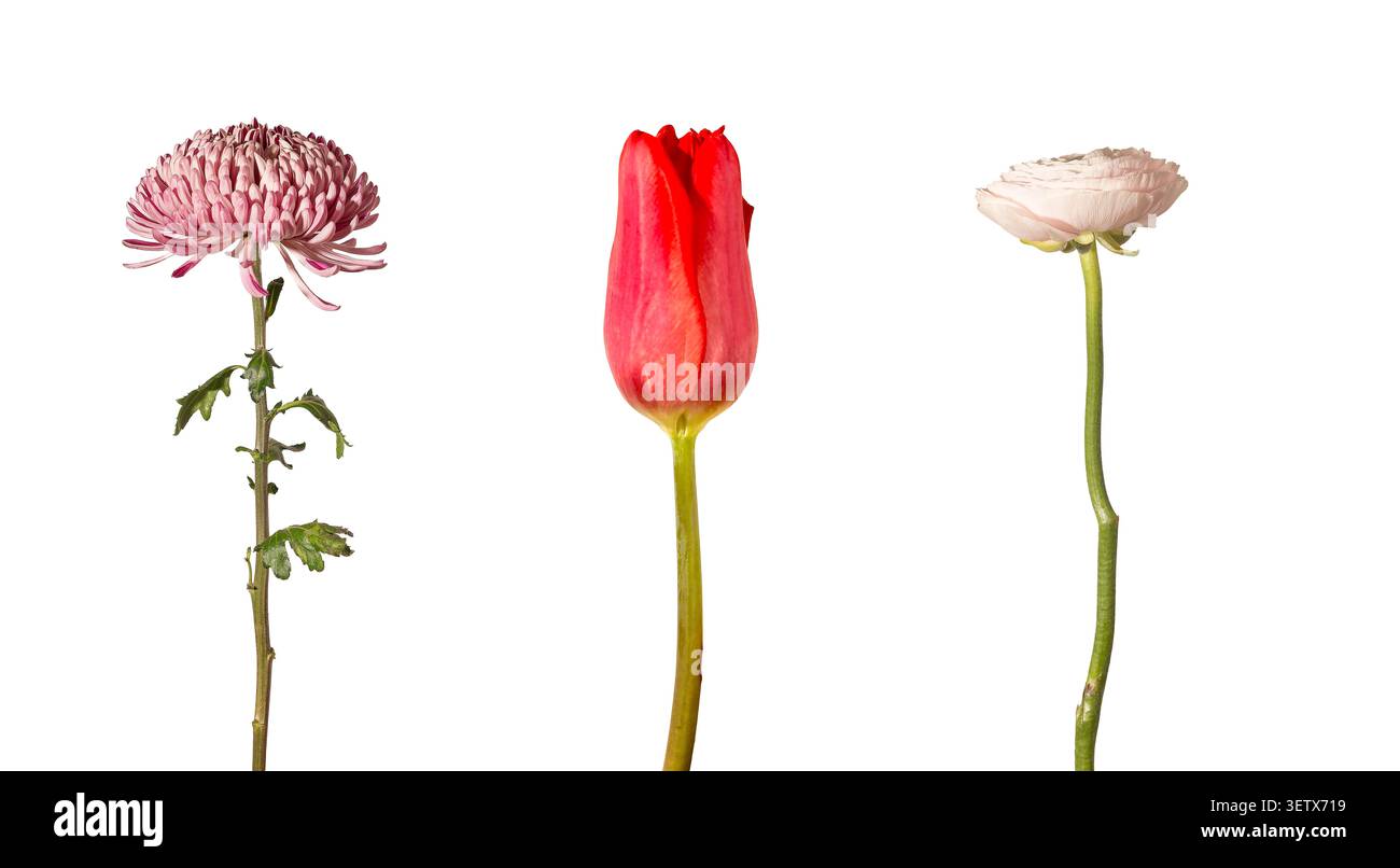 Einstielige Blüten einschließlich Chrysantheme Tulpe und Ranunkeln isolierter weißer Hintergrund. Botanische Proben stehend mit langen Stielen auf c Stockfoto