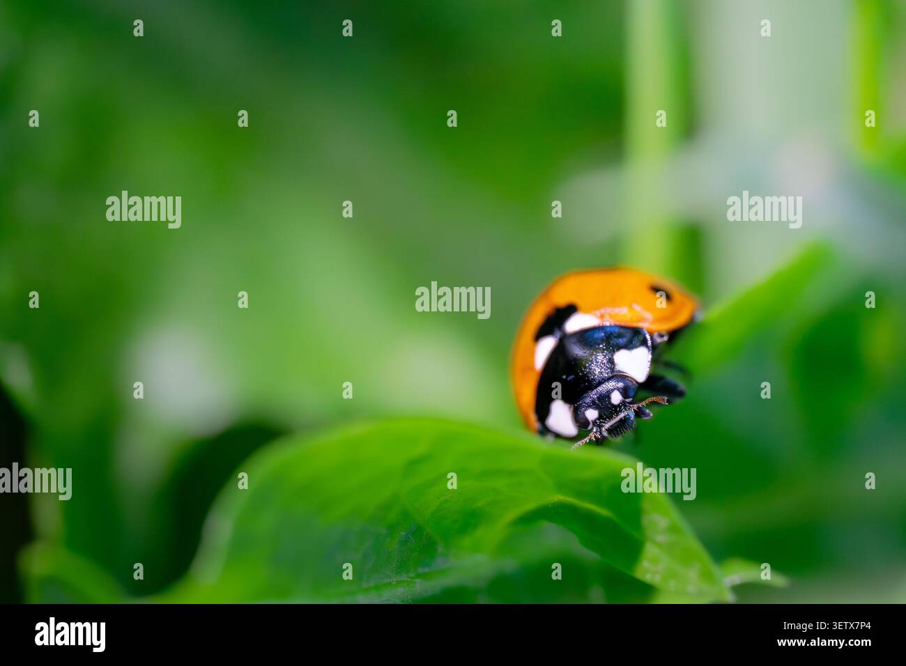 Marienkäfer (Coccinella septempunctata) klettern auf einer frischen grünen Blütenknospe im Beddington Park, London, England. Stockfoto