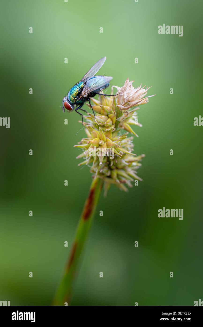 Eine metallisch grüne Flaschenfliege, die auf einem Grassamen-Kopf in der Provinz Mazandaran im Norden des Iran thront. Stockfoto