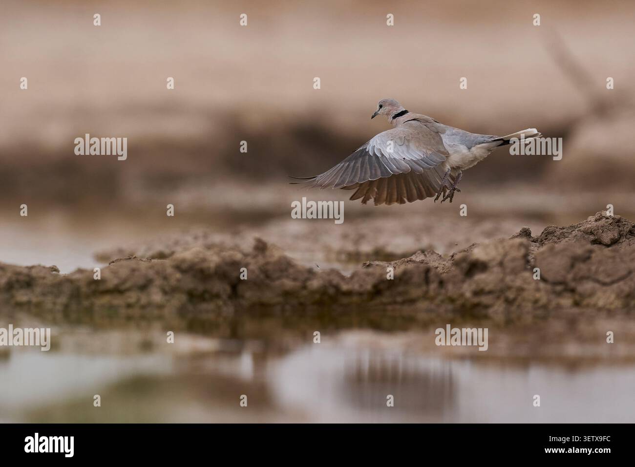 Ringhalstaube (Streptopelia capicola) an einem Wasserloch im Onguma Nature Reserve am Rande des Etosha National Park, Namibia. Stockfoto