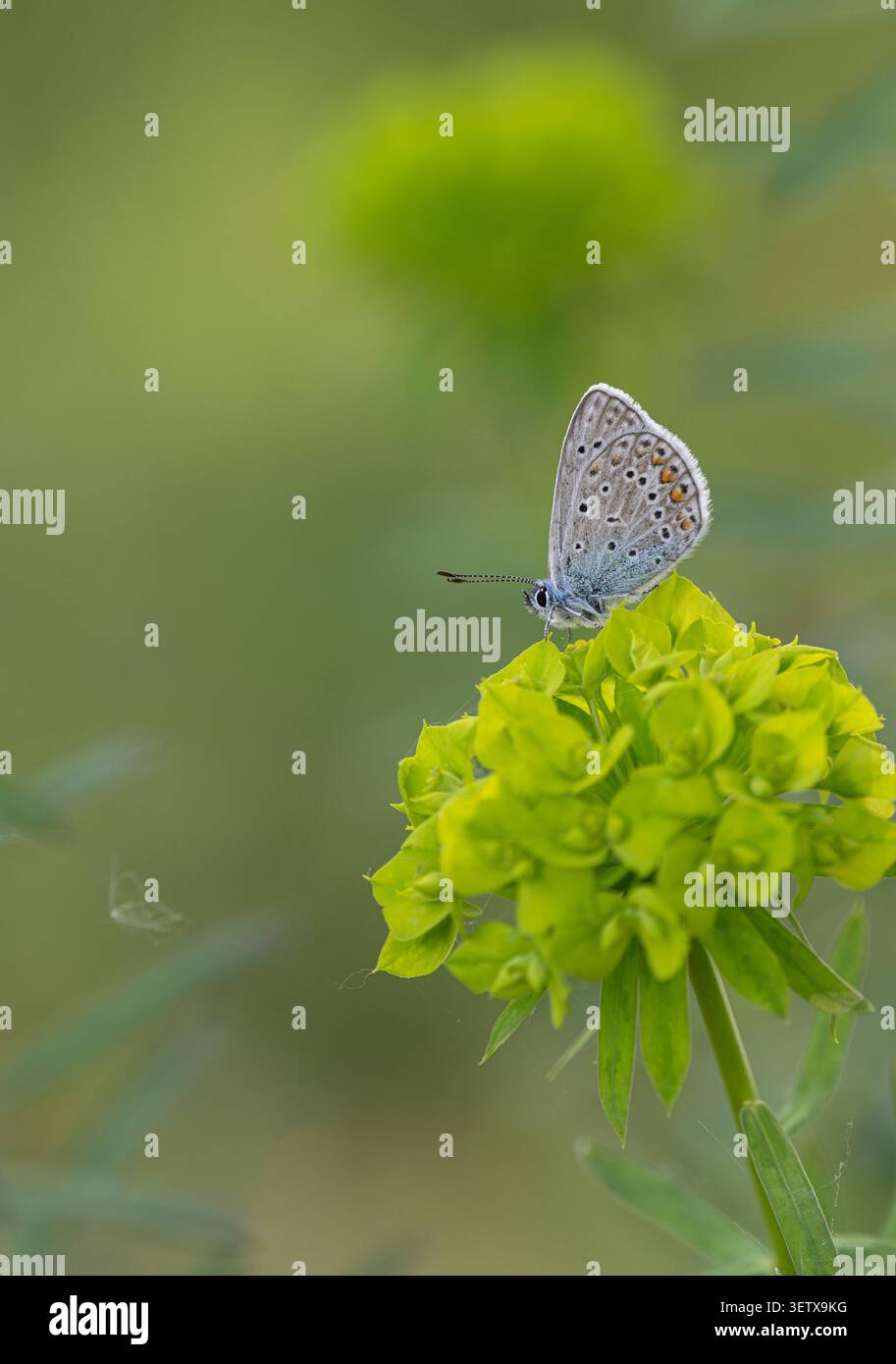 Gemeiner Blauer Schmetterling: Polyommatus icarus. Weiblich. Nordgriechenland Stockfoto