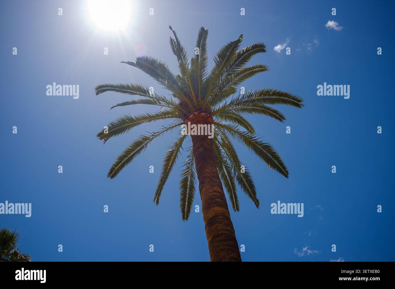 Eine Palme mit der Sonne hinter dem blauen Himmel mit Sonnenlicht, die heißes Wetter zeigt Stockfoto
