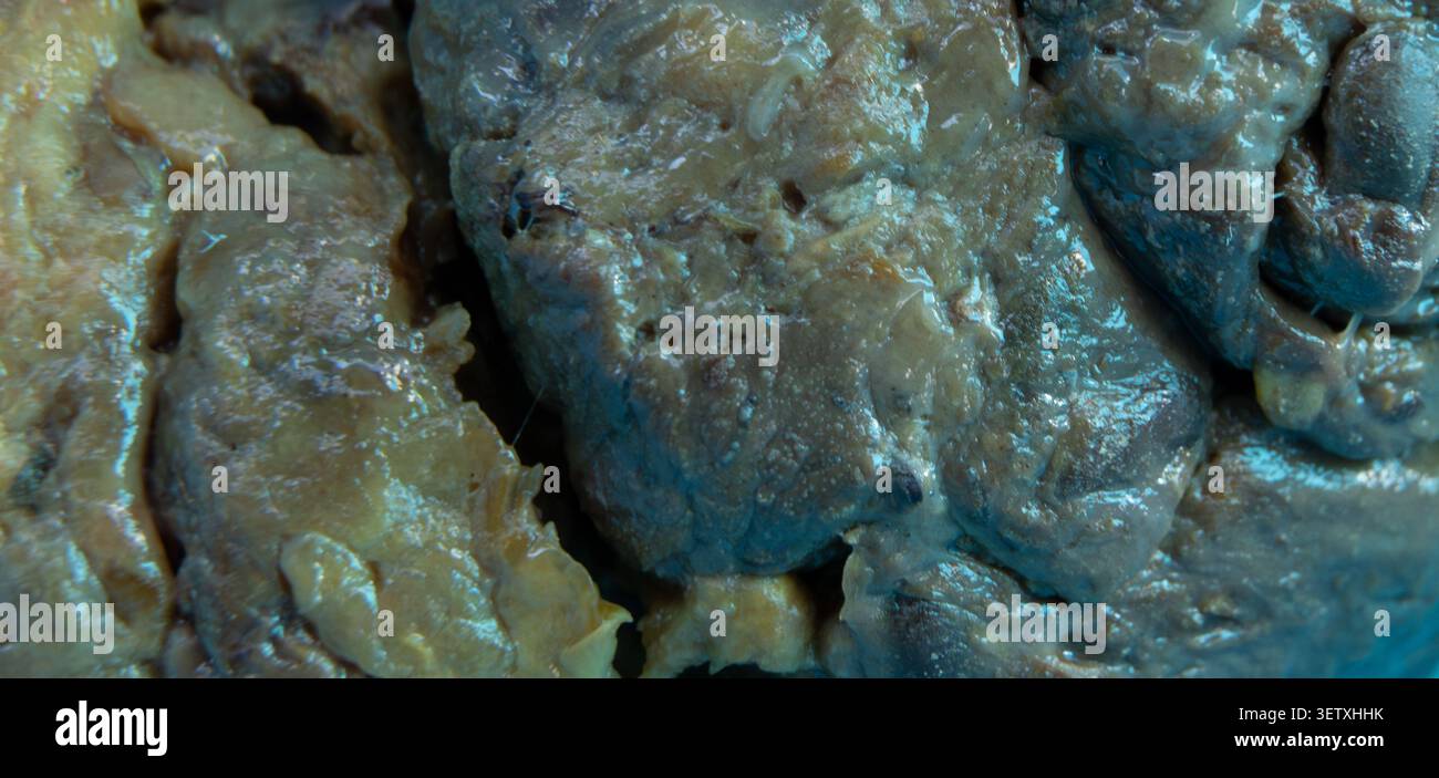 Erdig braunes Blau organische konzeptionelle Oberfläche kompliziertes poröses Material weicher Fokus subtiler Feuchteeffekt dichte Formen Hintergrund Stockfoto