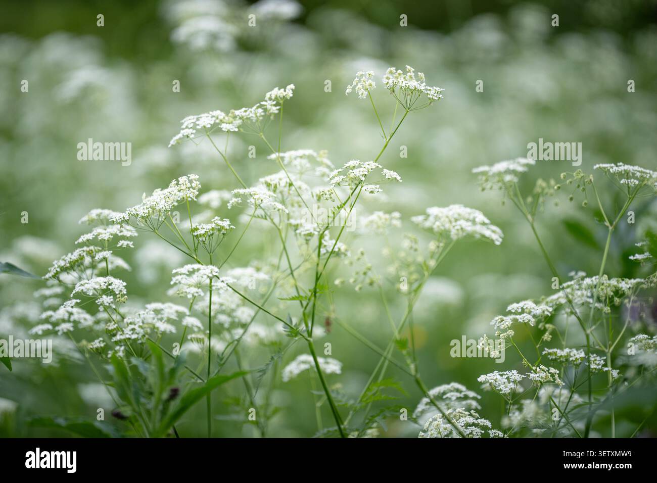 Wiese mit blühendem Goutweed (Aegopodium podagraria), natürliches aggressives Unkraut, das in Gärten eindringt. Stockfoto