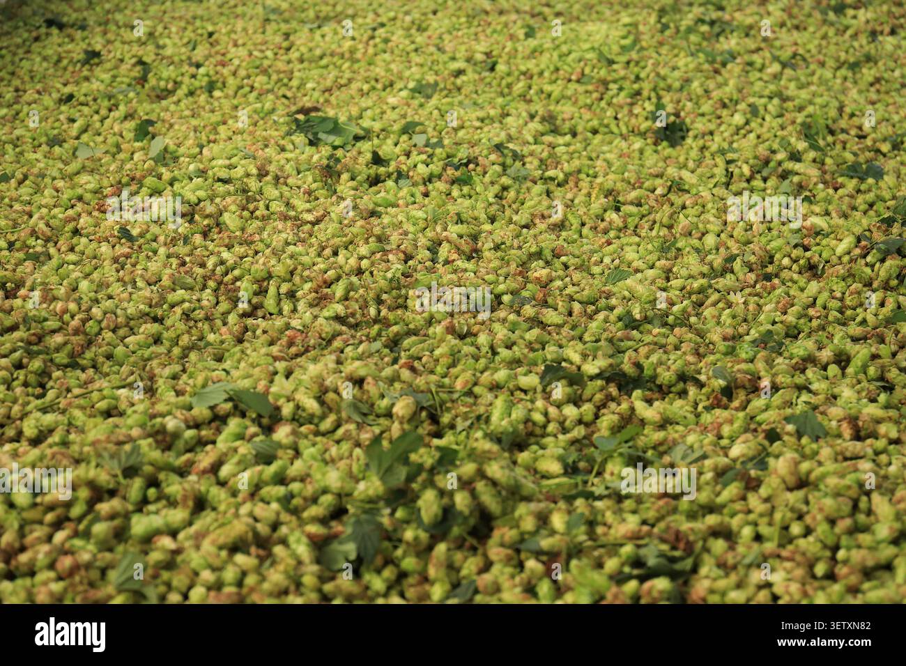 Frisch geerntete Hopfenzapfen werden während der Verarbeitung nach der Ernte auf einem Trockengestell verteilt. Landwirtschaftliche Rohstoffe, die zur Lagerung und Verwendung in BE vorbereitet werden Stockfoto