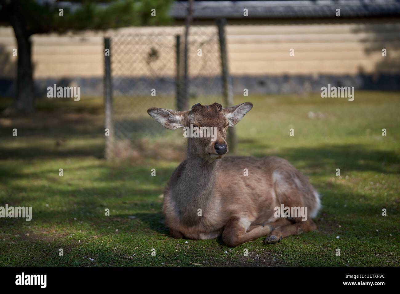Junge sika-Hirsche (Cervus nippon) im Nara-Park, Japan, mit geschlossenen Augen auf Gras Stockfoto