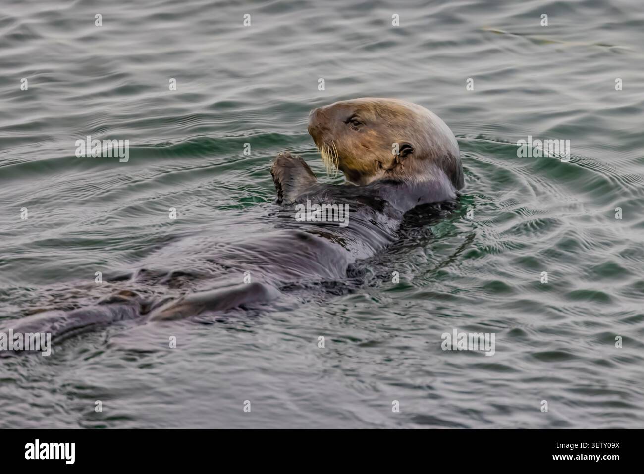Sea Otter, Enhydra Lutris, die sich in Morro Bay, Kalifornien, USA, reinigen Stockfoto