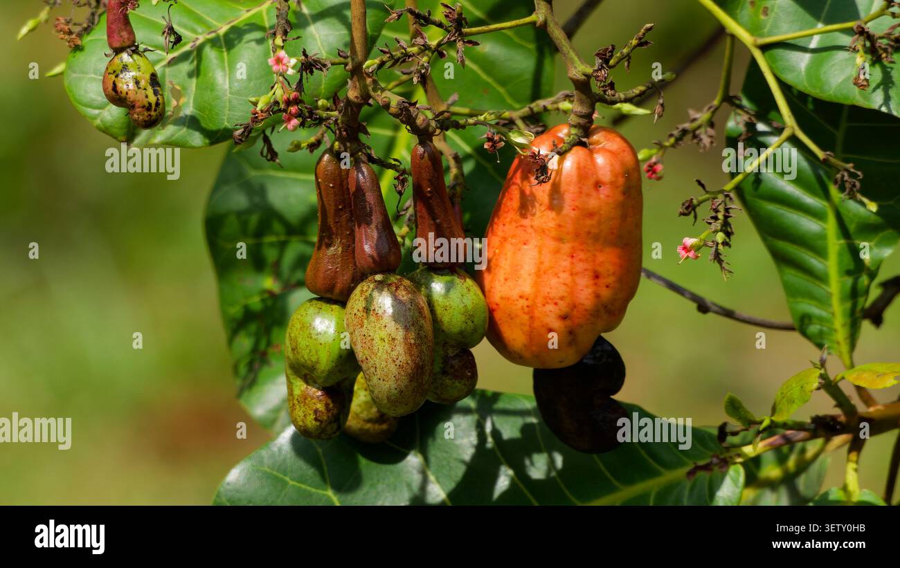 Cashewfrucht reift auf dem Baum und zeigt Apfel und Nuss Stockfoto