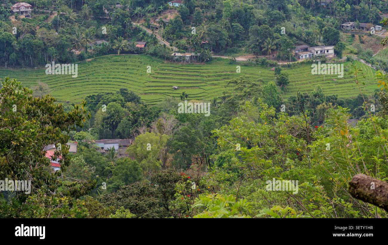 Üppig grüne Reisterrassen, die Hügellandschaften im ländlichen kerala, indien, schnitzen Stockfoto
