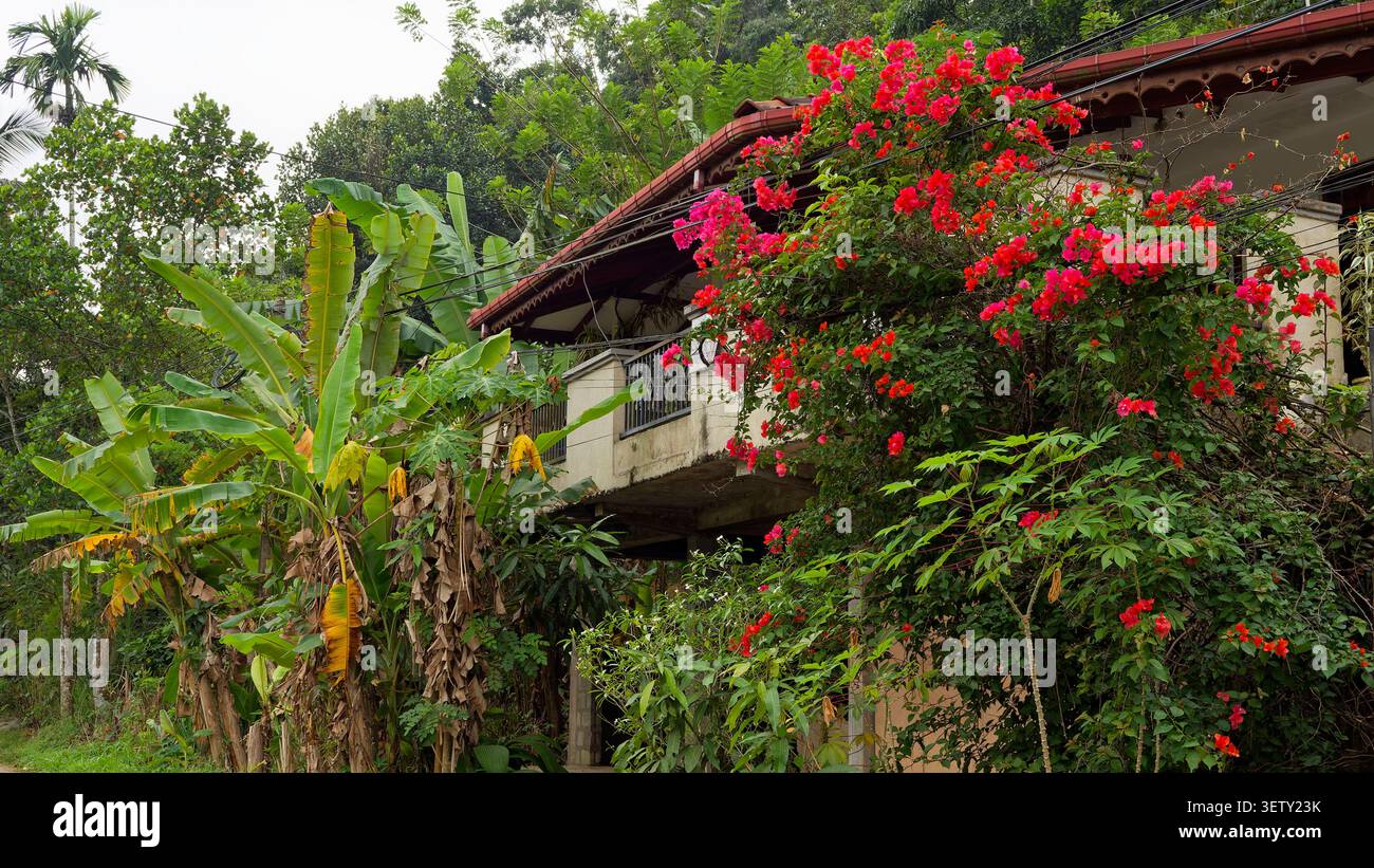 Tropisches Haus, eingebettet zwischen Bananenbäumen und Bougainvillea, mit charmantem Balkon Stockfoto