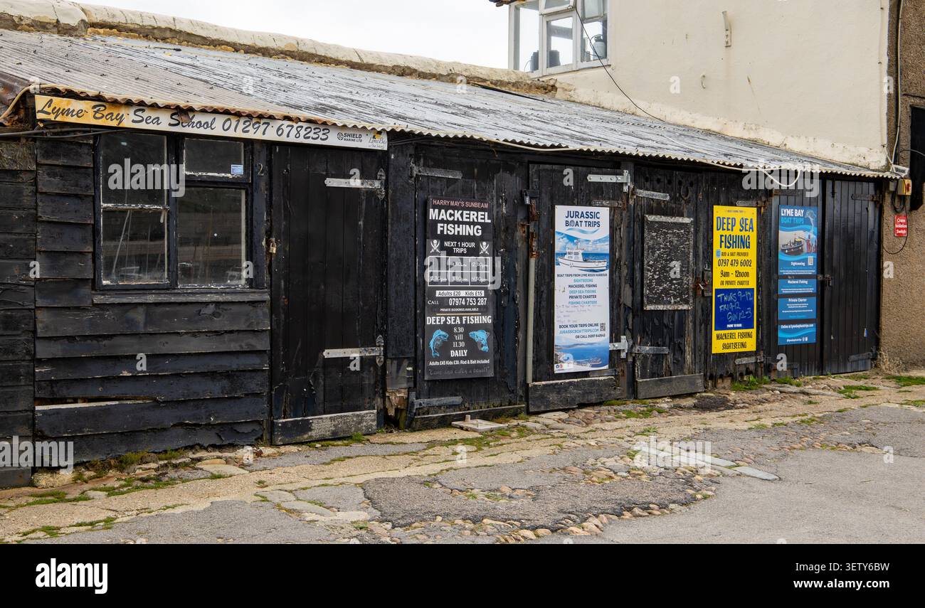Schwarze Holzschuppen am Hafen von Lyme Regis mit Werbeschildern für Makrelenfischen und Bootsausflüge im Vereinigten Königreich Stockfoto