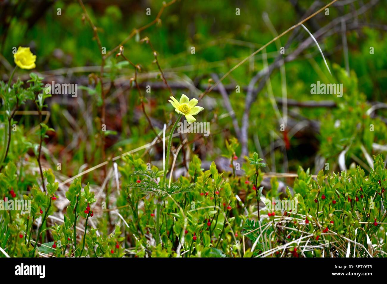 Ein lebhaftes Makrofoto einer zarten hellgelben Wildblume, die auf einer üppig grünen Bergwiese wächst. Stockfoto