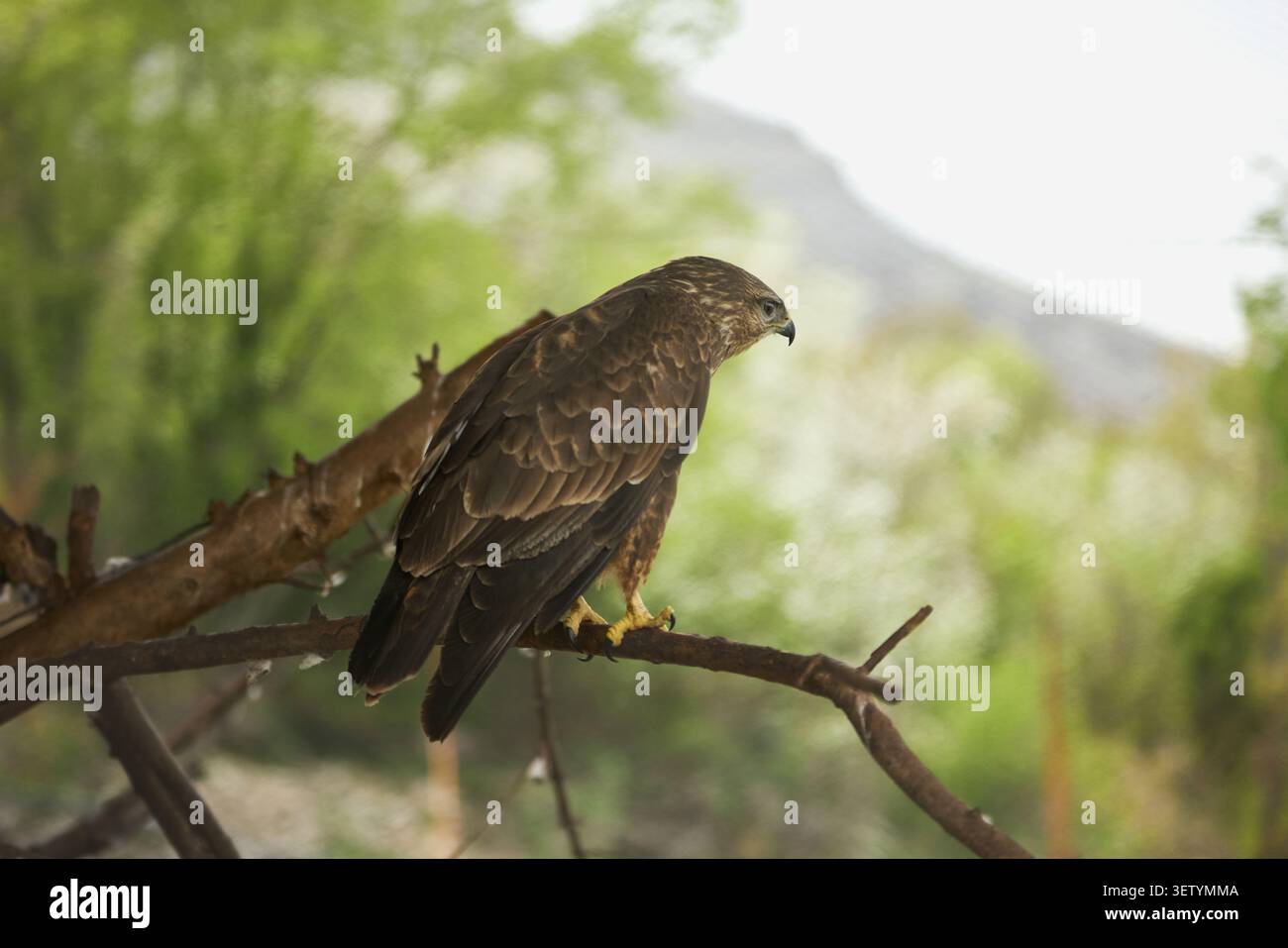 Ein Vogel thront auf einem Ast, umgeben von einer grünen Naturkulisse im Freien. Sanftes Tageslicht und Waldhintergrund schaffen eine friedliche Tieratmosphäre. Stockfoto