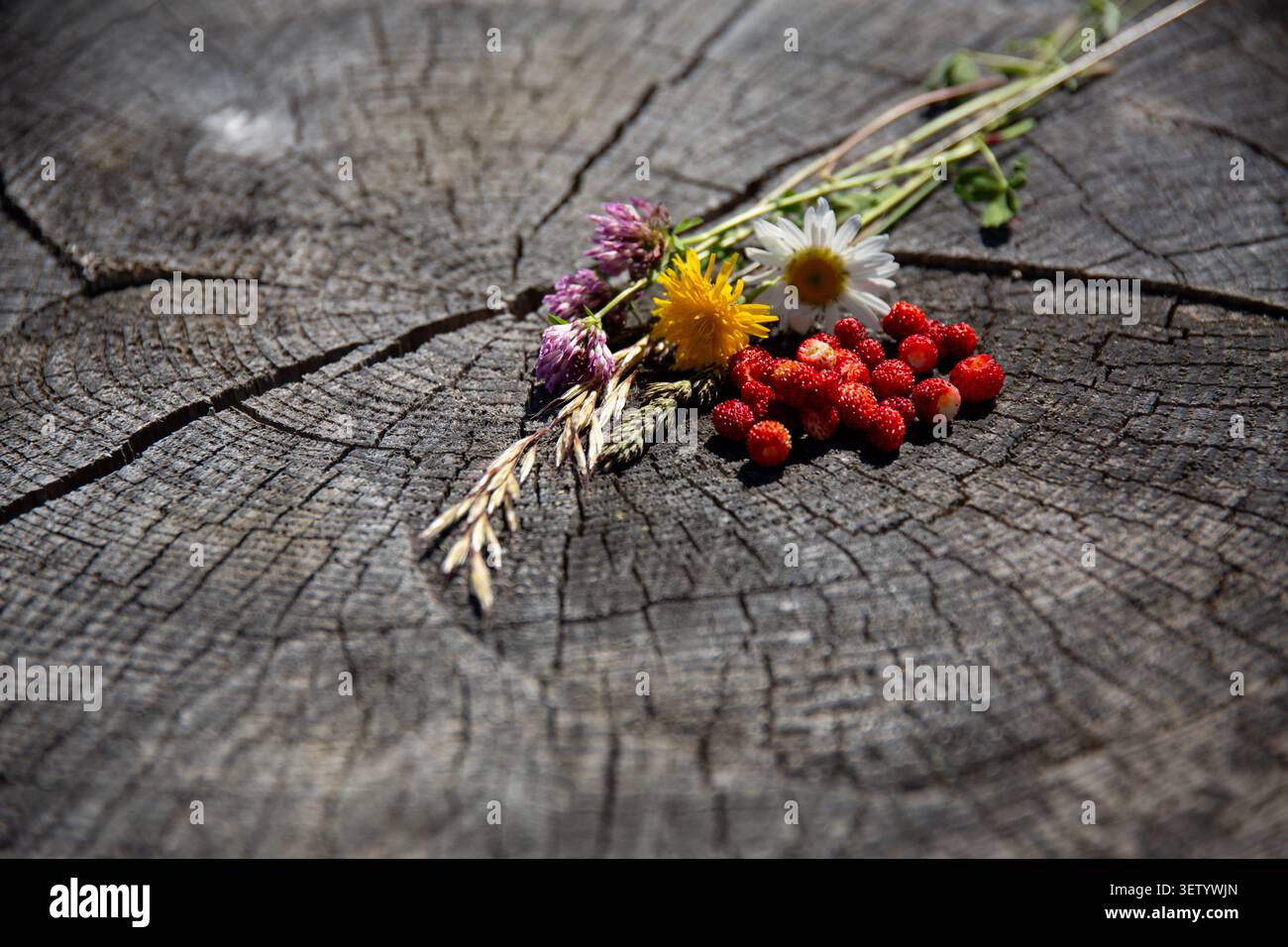 Oberansicht von Walderdbeeren und Wiesenblumen auf einem rissigen alten Baumstumpf Stockfoto