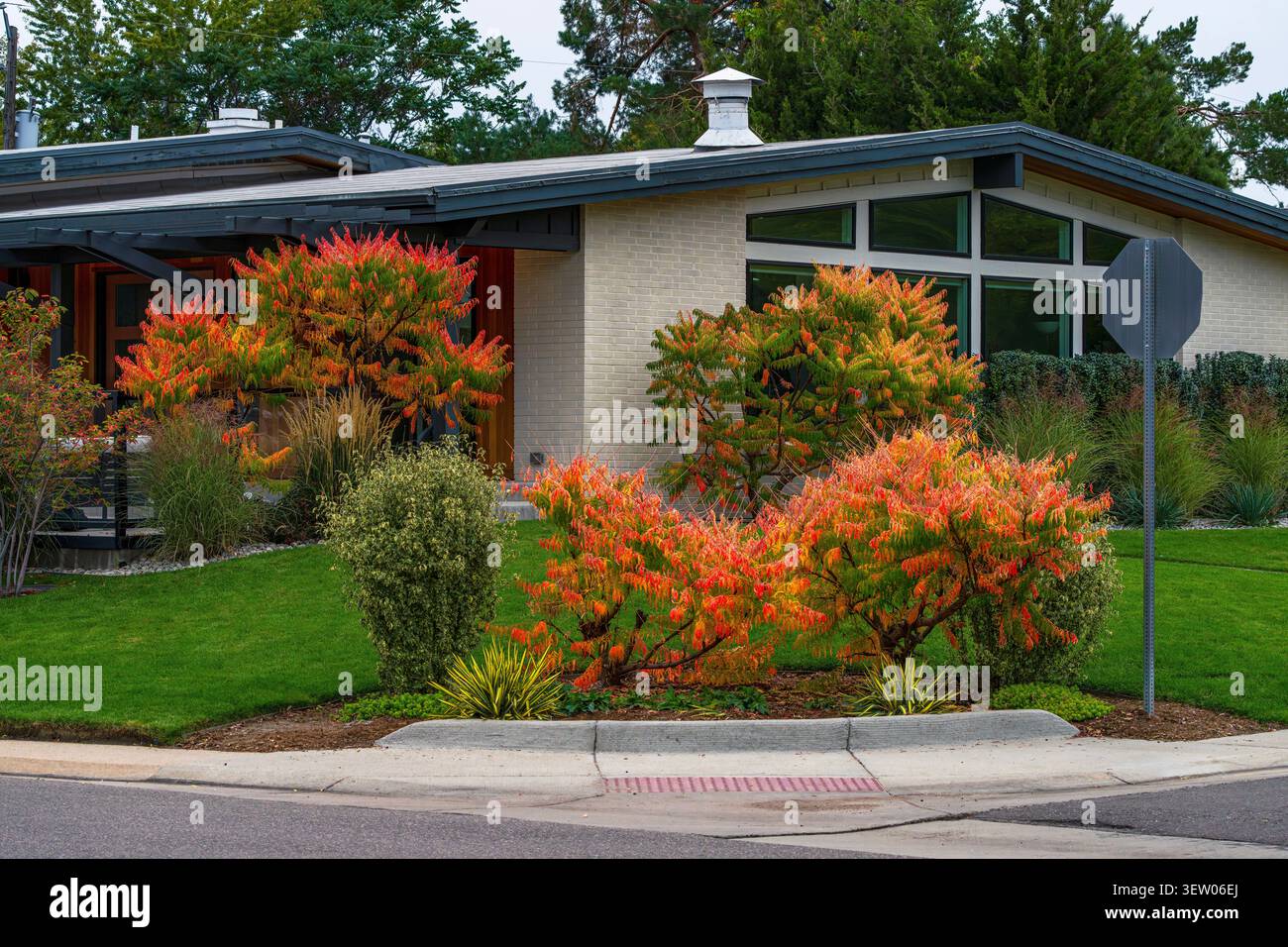 Ein Blick auf ein Haus hat eine schöne Bordsteinanlage mit farbenfrohen TigerEye Sumac Bäumen und Sträuchern, die den Vorhof während der Herbst- oder Herbstsaison säumen. Stockfoto